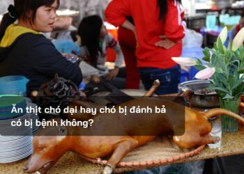 Ăn thịt chó dại hay chó bị đánh bả có bị bệnh không?