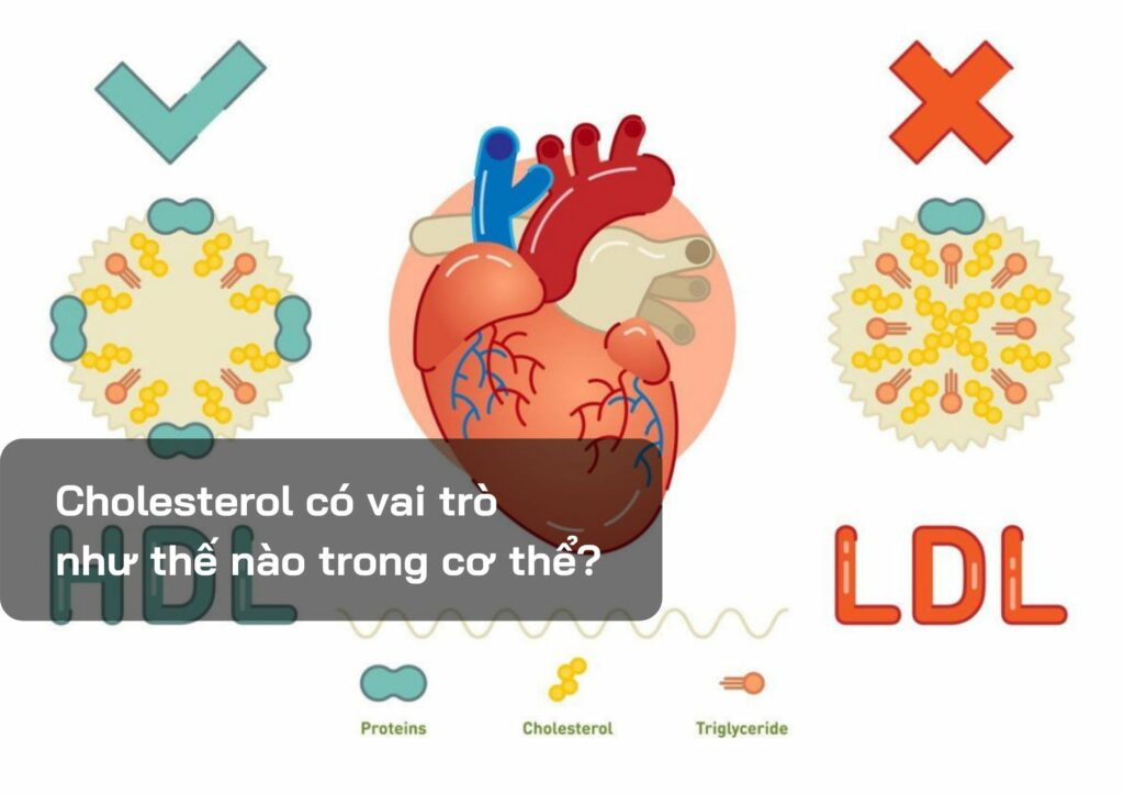 Cholesterol có vai trò như thế nào trong cơ thể?