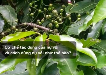Cơ chế tác dụng của nụ vối và cách dùng nụ vối như thế nào?