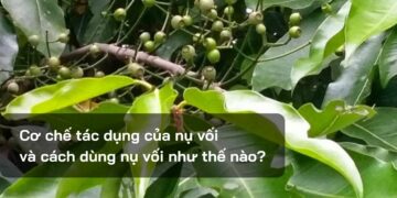 Cơ chế tác dụng của nụ vối và cách dùng nụ vối như thế nào?