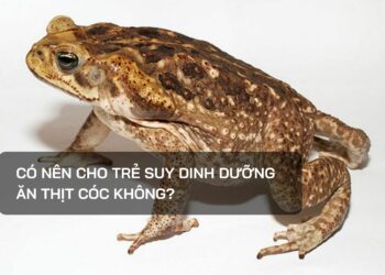 Có nên cho trẻ suy dinh dưỡng ăn thịt cóc không?
