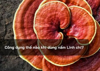 Công dụng thế nào khi dùng nấm Linh Chi?