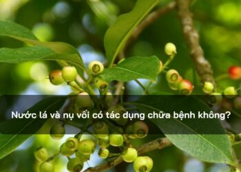 Nước lá và nụ vối có tác dụng chữa bệnh không?