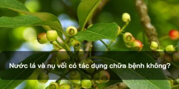 Nước lá và nụ vối có tác dụng chữa bệnh không?