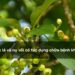 Nước lá và nụ vối có tác dụng chữa bệnh không?