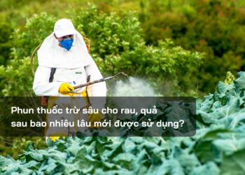 Phun thuốc trừ sâu cho rau, quả sau bao nhiêu lâu mới được sử dụng?