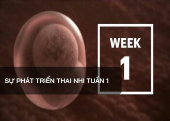 Sự phát triển thai nhi tuần 1