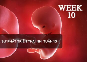 Sự phát triển thai nhi tuần 10