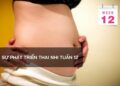 Sự phát triển thai nhi tuần 12
