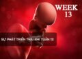 Sự phát triển thai nhi tuần 13