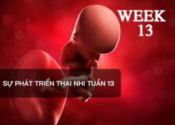 Sự phát triển thai nhi tuần 13