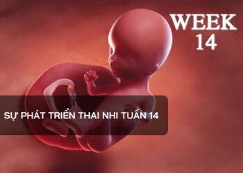 Sự phát triển thai nhi tuần 14