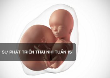 Sự phát triển thai nhi tuần 15