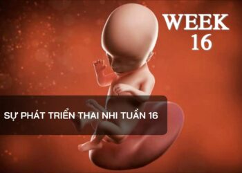Sự phát triển thai nhi tuần 16