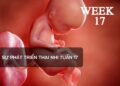 Sự phát triển thai nhi tuần 17