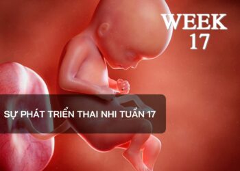 Sự phát triển thai nhi tuần 17