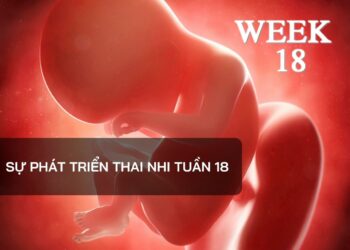 Sự phát triển thai nhi tuần 18