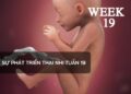 Sự phát triển thai nhi tuần 19