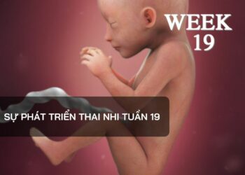 Sự phát triển thai nhi tuần 19