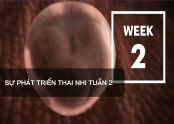 Sự phát triển thai nhi tuần 2