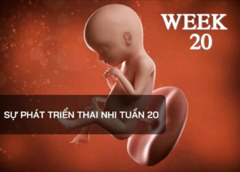 Sự phát triển thai nhi tuần 20