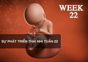 Sự phát triển thai nhi tuần 22