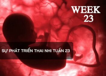Sự phát triển thai nhi tuần 23