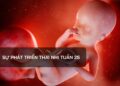 Sự phát triển thai nhi tuần 25