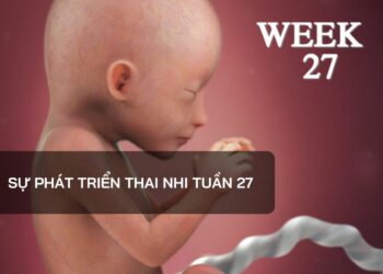 Sự phát triển thai nhi tuần 27