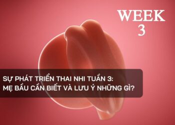 Sự phát triển thai nhi tuần 3