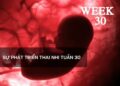 Sự phát triển thai nhi tuần 30