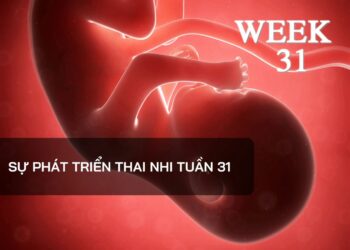 Sự phát triển thai nhi tuần 31