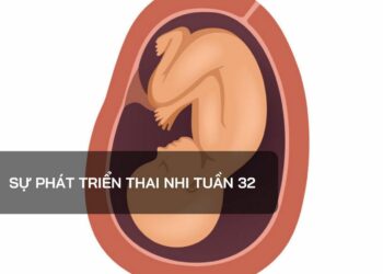 Sự phát triển thai nhi tuần 32