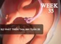 Sự phát triển thai nhi tuần 35