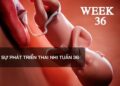 Sự phát triển thai nhi tuần 36