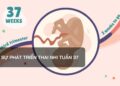 Sự phát triển thai nhi tuần 37