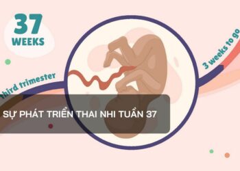 Sự phát triển thai nhi tuần 37