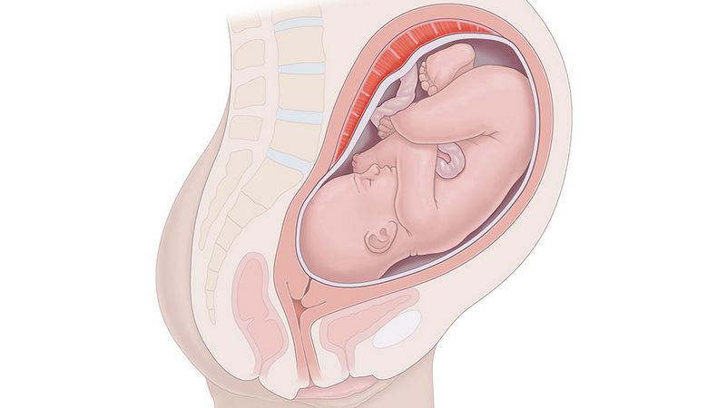 Sự phát triển thai nhi tuần 37 như thế nào?