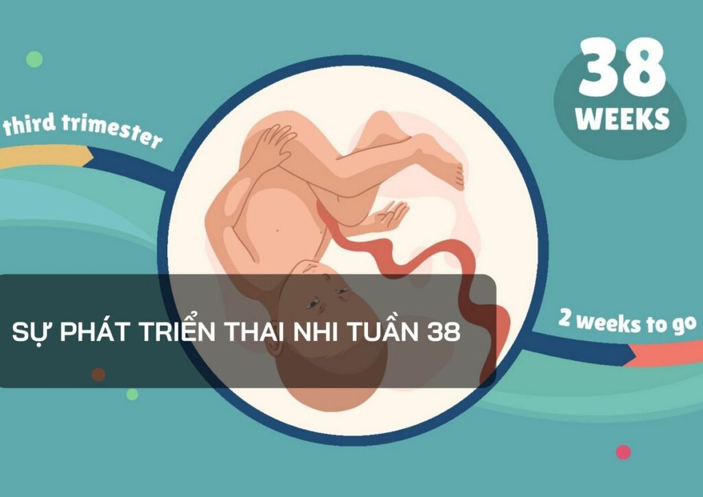 Sự phát triển thai nhi tuần 38