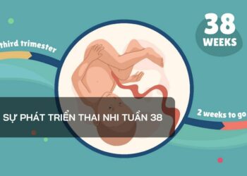 Sự phát triển thai nhi tuần 38