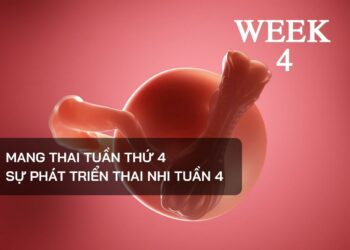 Sự phát triển thai nhi tuần 4