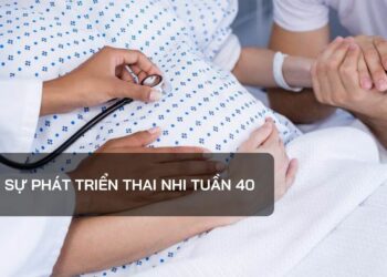 Sự phát triển thai nhi tuần 40