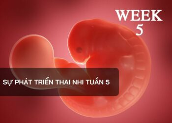 Sự phát triển thai nhi tuần 5