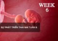 Sự phát triển thai nhi tuần 6