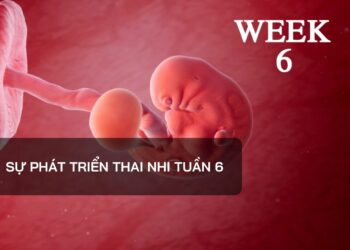 Sự phát triển thai nhi tuần 6