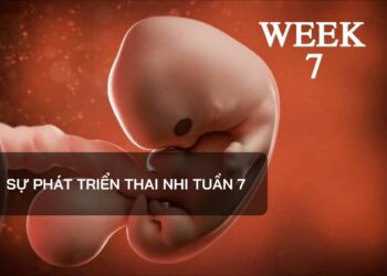 Sự phát triển thai nhi tuần 7