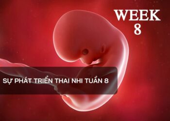 Sự phát triển thai nhi tuần 8