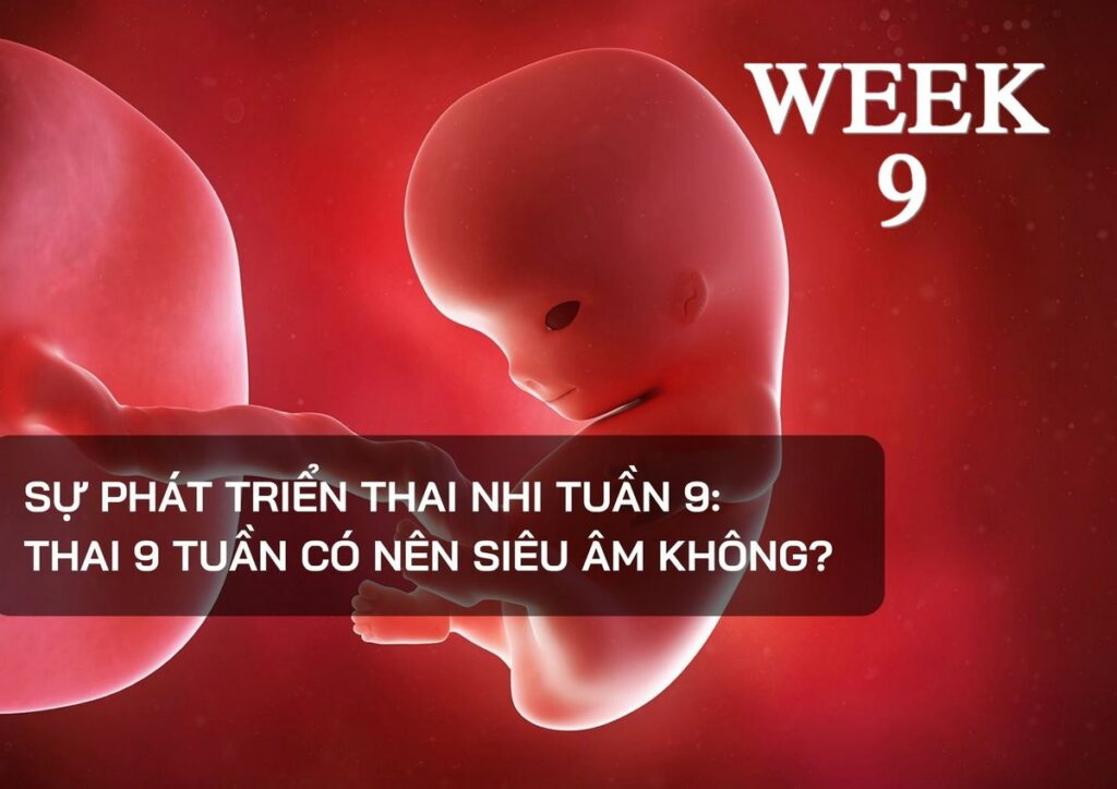 Sự phát triển thai nhi tuần 9 – Thai 9 tuần có nên siêu âm không?