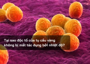 Tại sao độc tố của tụ cầu vàng không bị mất tác dụng bởi nhiệt độ?
