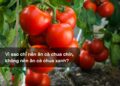 Vì sao chỉ nên ăn cà chua chín, không nên ăn cà chua xanh?